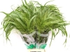 PANICUM