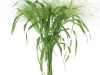 Panicum-Fountain-4