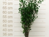 Stillingia Green