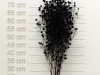 Stillingia Black