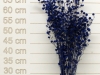 Stillingia Blue