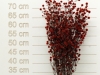 Stillingia Red