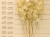 Lunaria Judaspenning