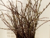 Salix Wilgenkatjes