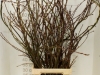 Salix Wilgenkatjes