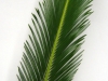 Cycas Revoluta