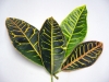 Croton Blad