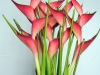 Heliconia Hollands