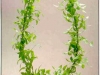 Asparagus Asparagoides