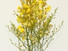 ONCIDIUM