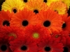 Gerbera Mixed