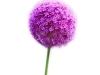 Allium Giganteum