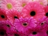 Gerbera Mixed