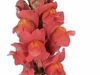 Antirrhinum Cool Rose