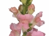 Antirrhinum Maryland Pink