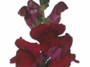 Antirrhinum Monaco Red