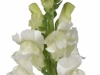 Antirrhinum Opus Fresh White