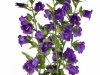 Campanula Big Ben Blue