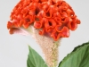 Celosia Act Zara