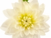 Dahlia White