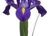 Iris Blue