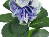Hydrangea Elbtal Blue