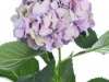 Hydrangea Elbtal Lila