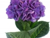 Hydrangea Magical Crimson Purple