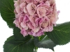 Hydrangea Elbtal Pink