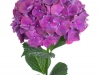 Hydrangea Rubyred Purple