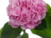 Hydrangea Mammoet Pink