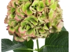 Hydrangea Glowing Alps Red