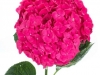 Hydrangea Elbtal Cerise