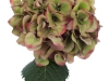 Hydrangea Sibilla Classic