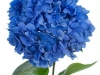 Hydrangea Pimpernel Blauw