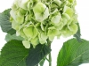 Hydrangea Schneeball Classic