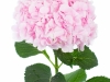 Hydrangea Verena Rose