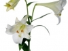 Lilium Longliflorum White Heaven