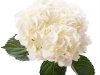 Hydrangea Schneeball White