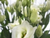 Eustoma Rosita Green