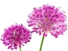 Allium Purple Sense