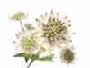 Astrantia White