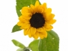 Helianthus Sonja