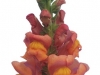 Antirrhinum Orange