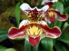 paphiopedilum-amerikaanse-hybride