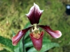 paphiopedilum-king-arthur