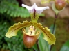 paphiopedilum-leanum-superbum