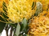 Leucospermum Gold