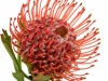 Leucospermum Tango