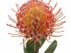 Leucospermum Naomi